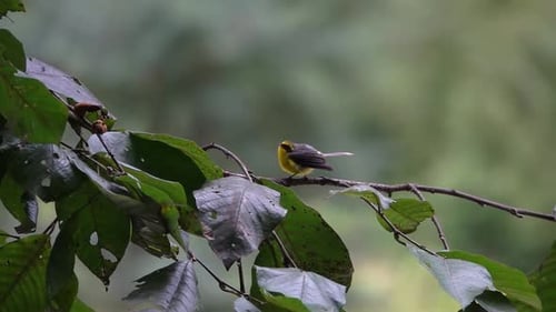 Black and yellow songbird on branch
