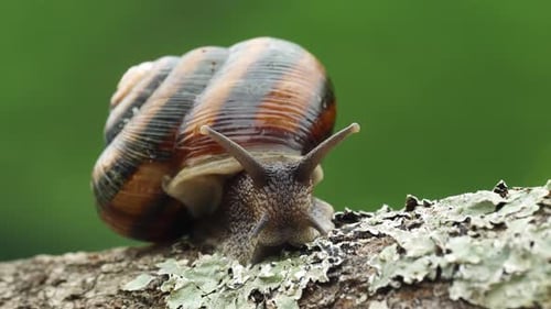 Snail