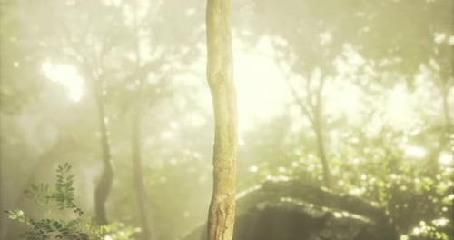 Soleil doré filtrant à travers la forêt mettant en valeur un tronc d'arbre élancé