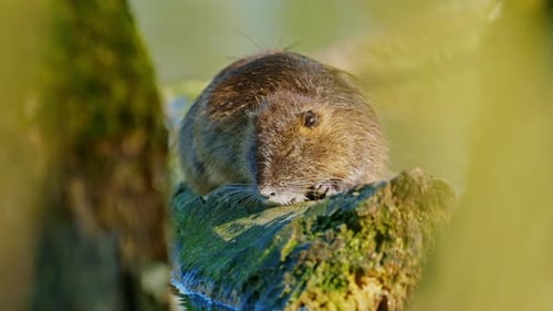 Süße Nutria sitzt auf einem Baumstamm im See und reinigt sich selbst in der Sonne