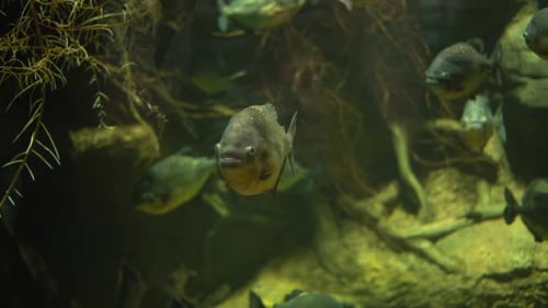 Piranhas Swim in Muddy Water Among Tree Roots Underwater Photography of Predatory Fish