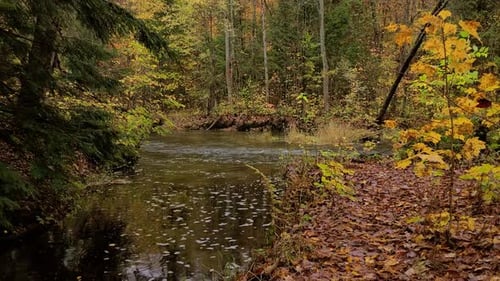 Gimbal Shot Of Creek Running Through A Forest In Autumn Colors - Dolly Shot