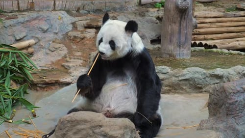 Endangered Black and White Panda in a Zoo