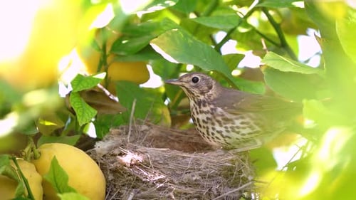 Small Bird in Nest Among Lemon Tree