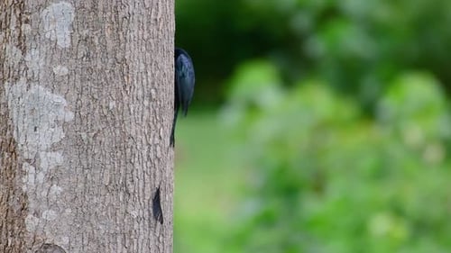 El Drongo mayor de cola de raqueta es conocido por su cola que parece una raqueta; es muy inteligente