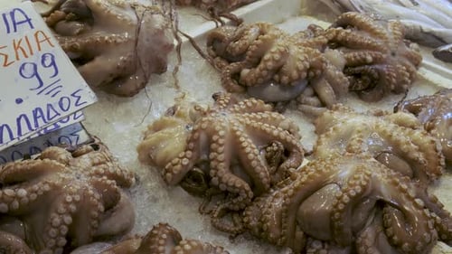 Fresh Octopuses Lying on Ice Counter at Seafood Market in Athens Greece Open Shelf with Shellfish at