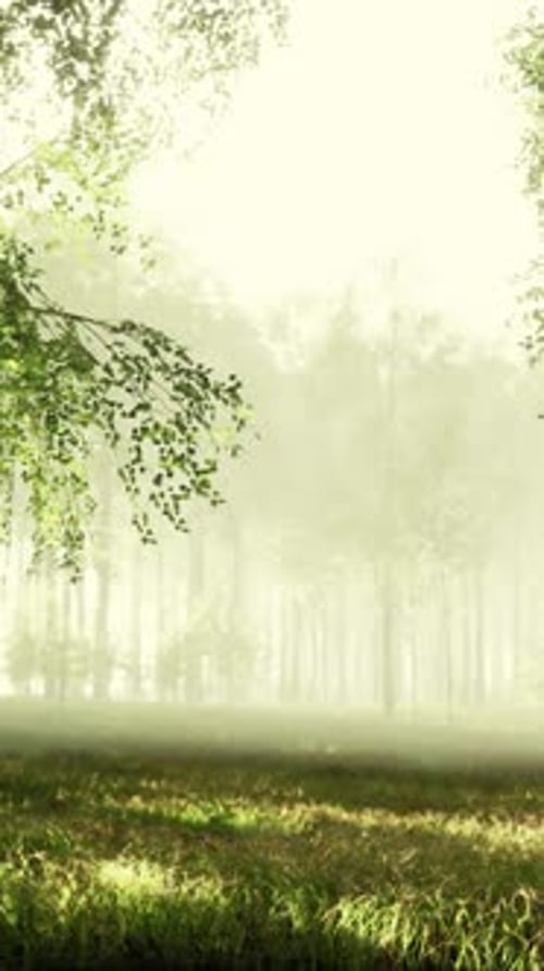Birch Forest in Sunlight in the Morning