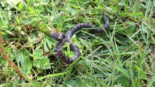 Snake Slithering Through Green Grass in the Daytime