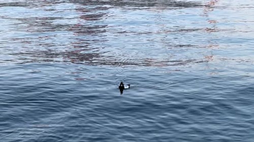 Ducks Swimming in the Ocean Water