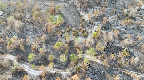 Charred Dead Vegetation Burnt Down After Wildfire Destroyed Florida Jungle Woods Devastated Forest