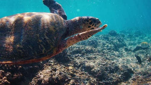 Turtle Swims Over the Reef in the Tropical Sea Underwater View of the Turtle