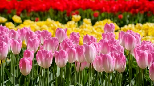 Blooming Tulips in Flower Garden Lisse the Netherlands