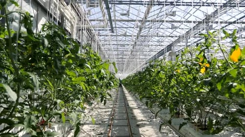 White Big Greenhouse with Vegetable. Rows of Plant Cultivated Inside a Large