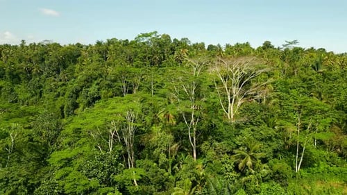 Aerial View on Forest Nature and Green Wood Trees in Fog Landscape of Mountains