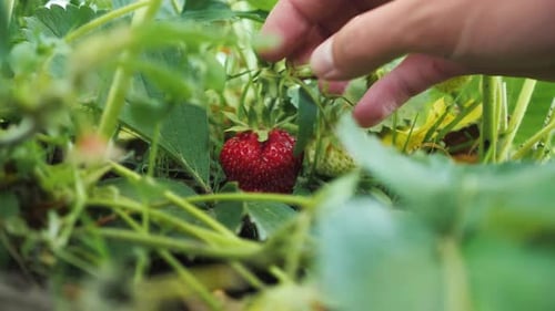 Picking Fresh Organic Red Ripe Strawberries Harvesting Fruit Farm Strawberry