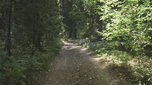 Fond d'été de Car Forest Road