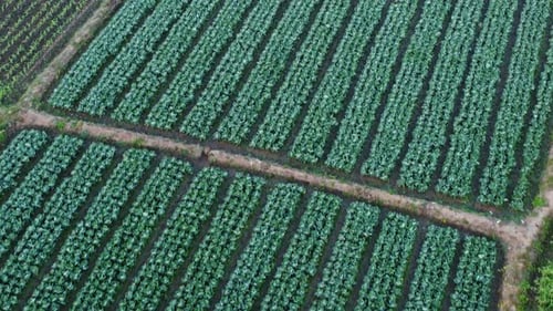 Aerial view of fields and agricultural parcels. Agricultural landscape