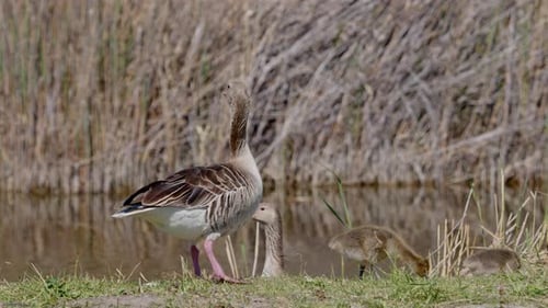 Close up of Greylag Goose standing and watching its family and the surroundings. (4K Resolution)