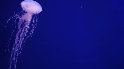 Jellyfish in the Aquarium in Dark