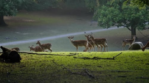Herd Of Deer Strolling In A Forest At Sunrise