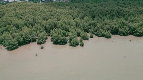 green mangrove forest in tropical rainforest