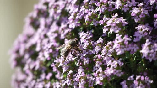 Plante de thym en fleur et ensemencement Gros plan d'une plante de thym à fleurs bleues Une abeille suce du nectar et