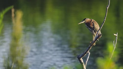 Green Heron Perched on Branch by Lake and Foliage