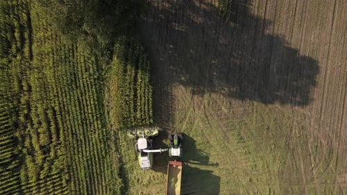 Aerial View of Combine Harvester Gathering Crops