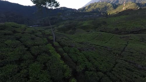 FPV Drone Crushing in Tea Field in Area Mountain at Sunrise, Puncak Bogor Tea Field FPV Drone Dive