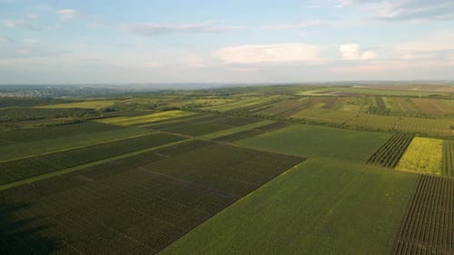 Beautiful Aerial View of Green Agricultural Field on Sunrise