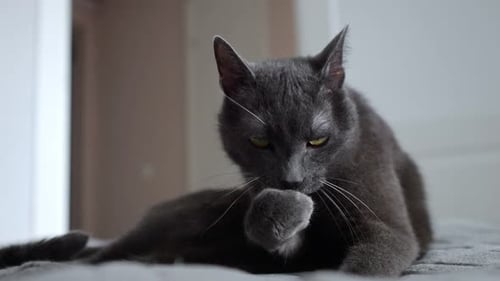 Gray Cat Licking Paw on Gray Blanket