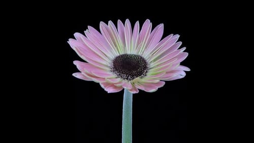 Time lapse of blooming pink gerbera flower with ALPHA channel