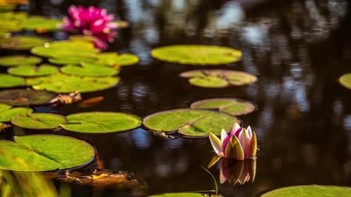 Time lapse of a pink water lily blooming on a pond full of green lily pads