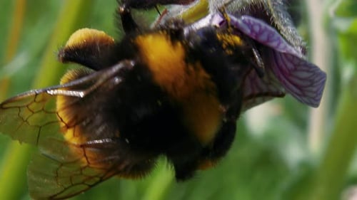 Macro detail view directly above one black bumble bee feeding on pollen and nectar
