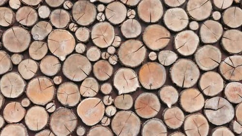 Wood Log Cross Sections Wall Background