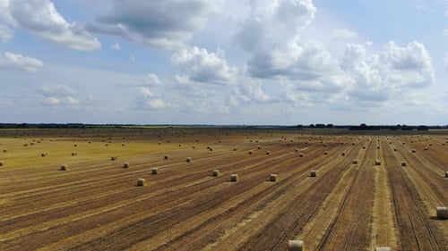 Stunning Landscape Massive Field with Many Round Hay Bales Lying All Over It