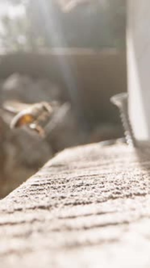 Bees Gathering at Beehive Entrance in Sunlight