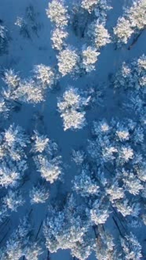 Winter Forest Aerial View Showcasing Snowcovered Trees in a Tranquil Landscape