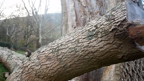 Broken, Herbst, Wald, Wald, Baumstamm, saisonale Natur, Forstwirtschaft, Wildnis, Dolly, links