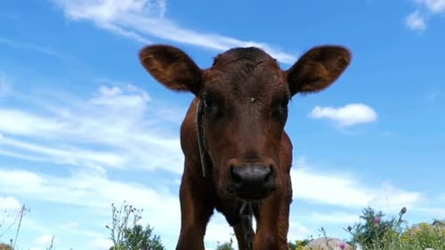 The Gray Calf Cow Graze on a Meadow on Sky Background and Smelling the Camera Slow Motion