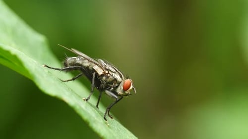 Detailed Close-up of Fly Resting on Leaf