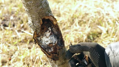 Tree Branch Damage Maintenance Close Up