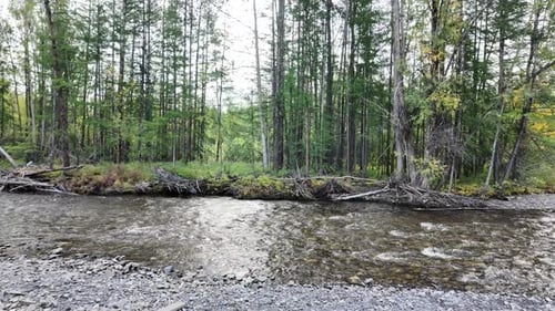 Flowing River Through a Verdant Forest