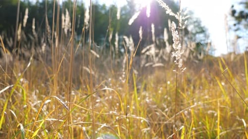 Beautiful View to Forest Lawn Through High Dry Grass