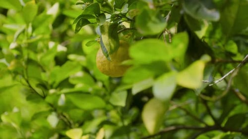 Round Lemon Surrounded By Dark Green Leaves