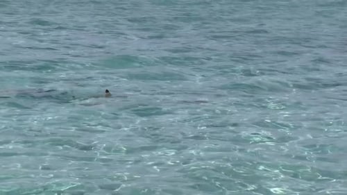 Sharks in Bora Bora, French Polynesia.