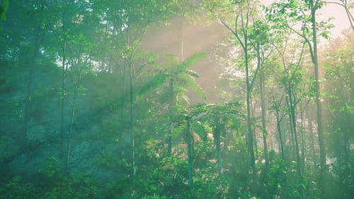 Dense Green Forest With Abundant Trees