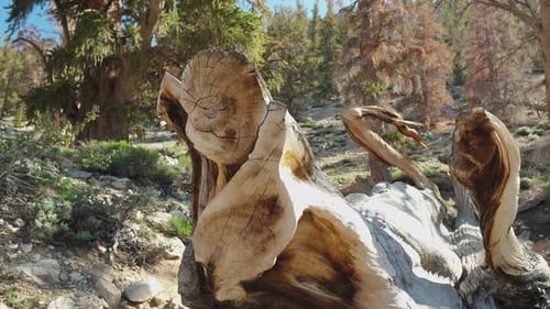 Close-Up of Weathered Trunk in Forest