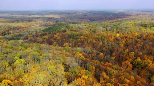 Nature landscape in autumn. Panoramic view of idyllic forest with bright trees in fall season.