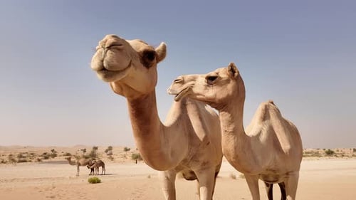 Middle Eastern Camels in the Desert in Abu Dhabi UAE